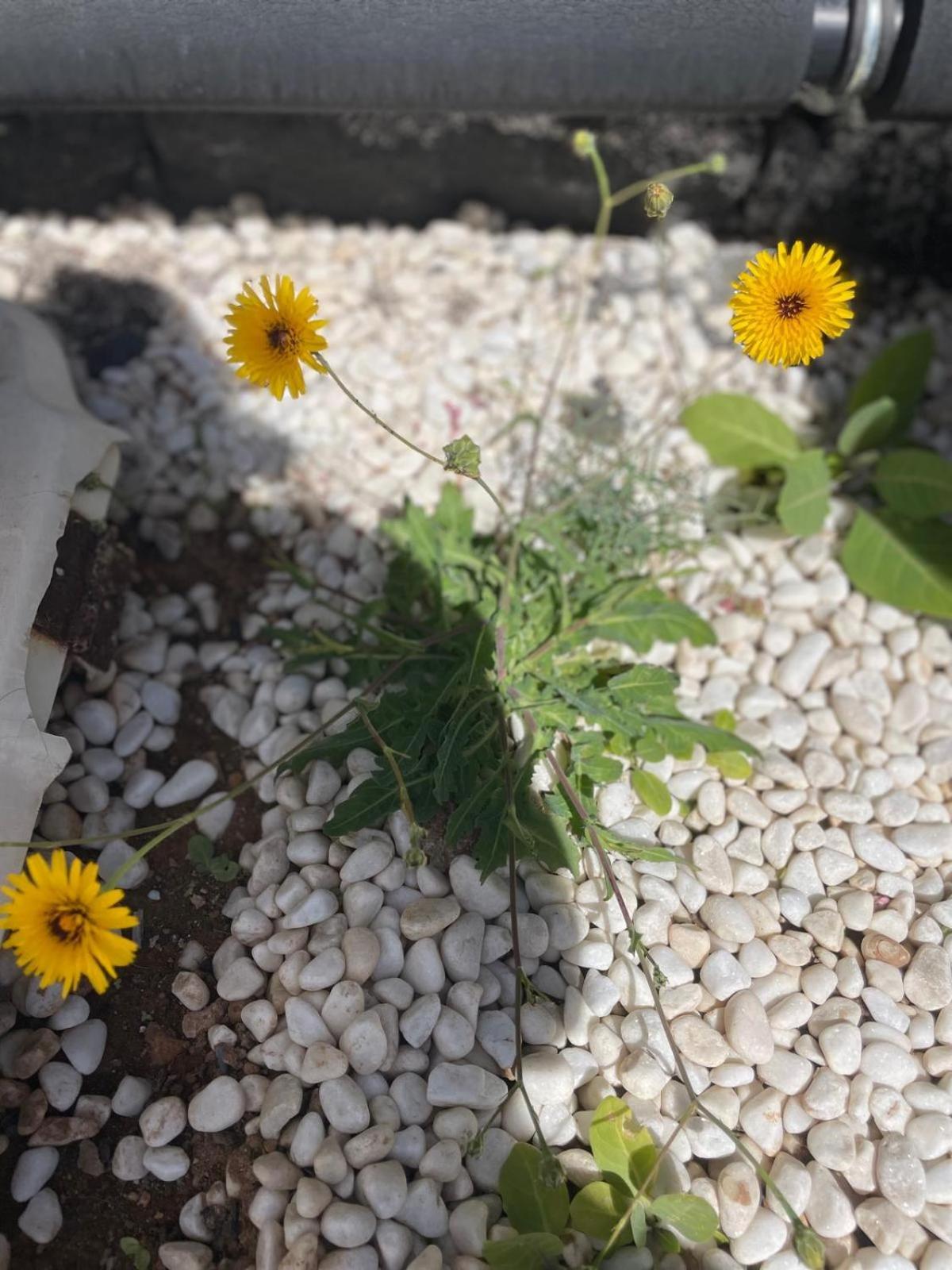 Villa Jaira La Vegueta Dış mekan fotoğraf
